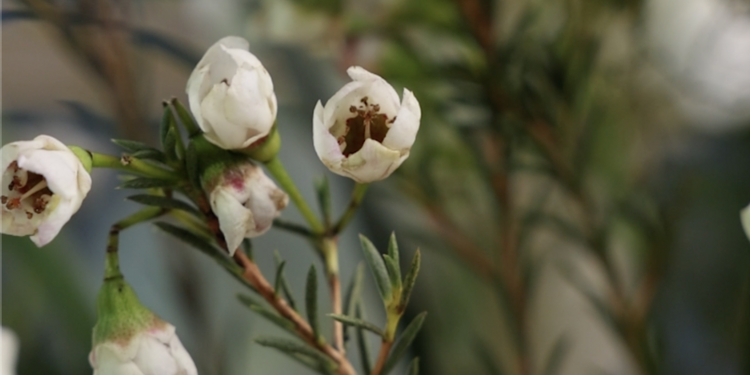 Freelancer's Portfolio Cover Image - HD Agency - Videography