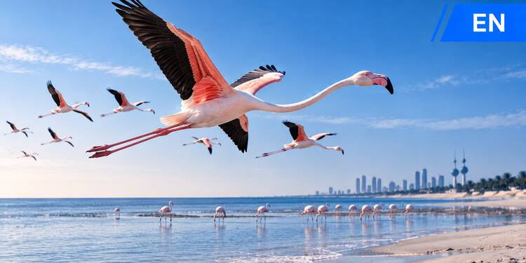 Freelancer's Portfolio Cover Image - Abdulmuhsen Alqunaie  - Voiceover